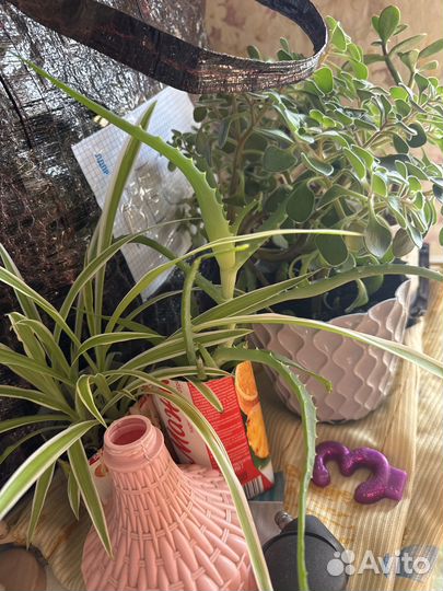 Цветы растения комнатные