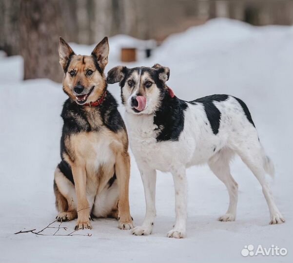 Ждут семью. Одну на двоих