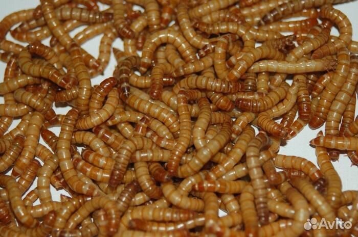 Мучной хрущь вкусняшка насекомоядным питомцам