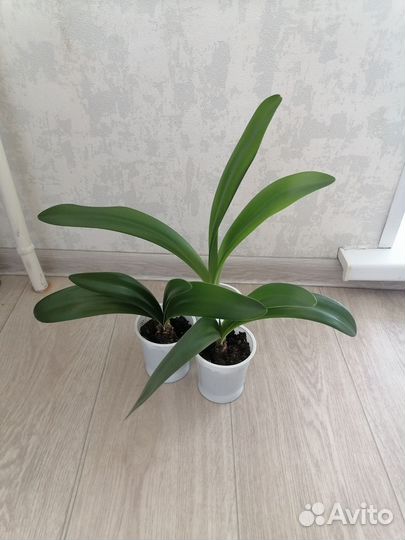 Гиппеаструм