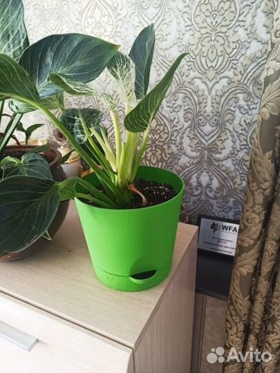 Филодендрон биркин