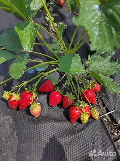 Рассада клубники