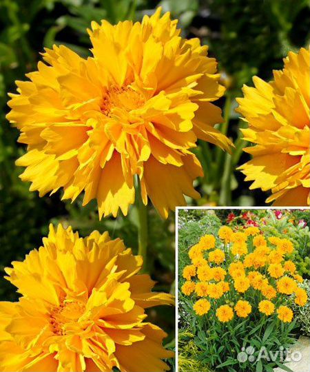 Злаки и многолетники для сада