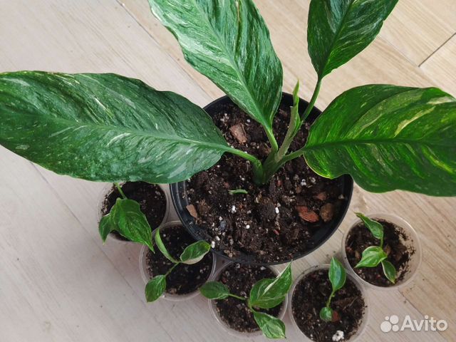 Спатифиллум домино