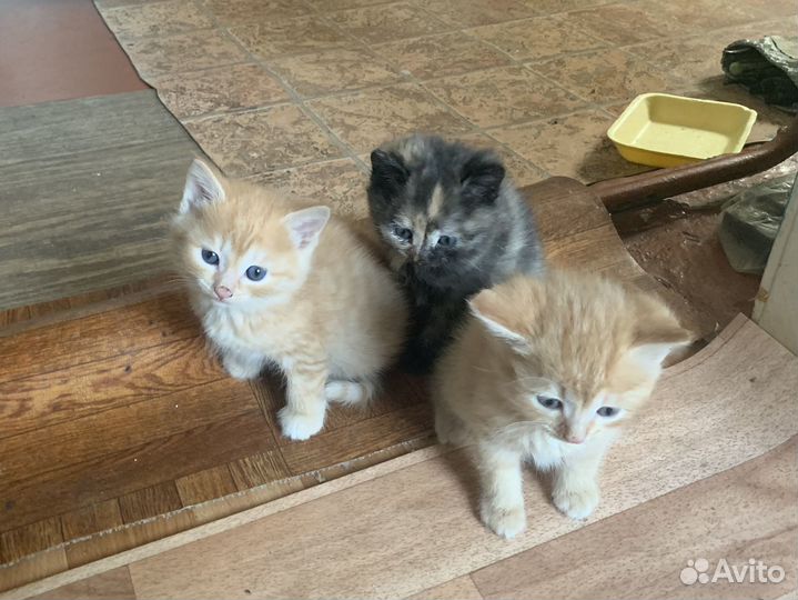 Котята в добрые руки бесплатно