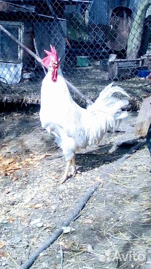 Петухи