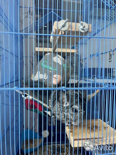 Шиншилла+ клетка+удобства