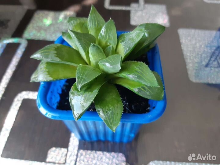 Сциндапсус расписной, суккуленты, толстянка