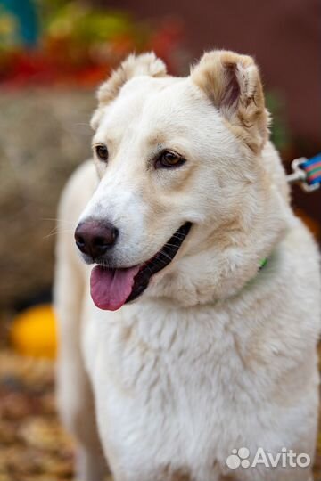 Собака Наоми