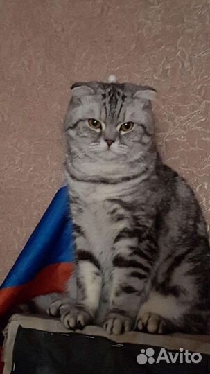 Вязка шотландского красавца