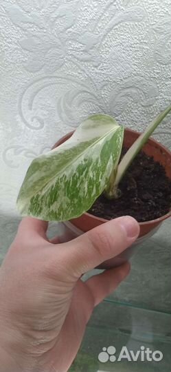 Монстера вариегатная альба