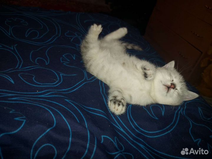 Котята