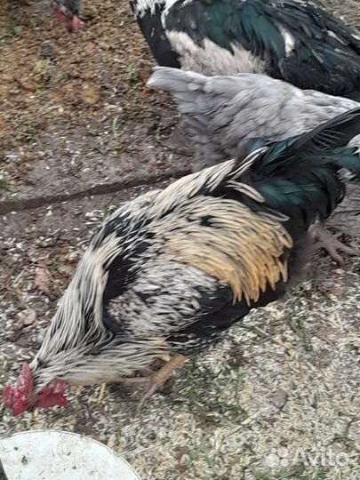 Молодые петухи и утки