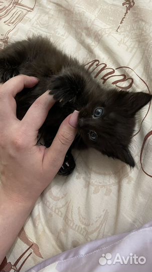 Котята в добрые руки мальчики черные