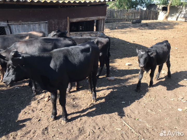 Телята бычки