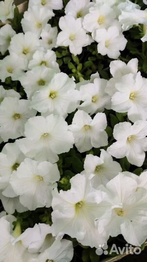 Петуния кустовая