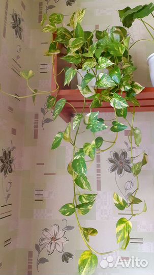 Сциндапсус