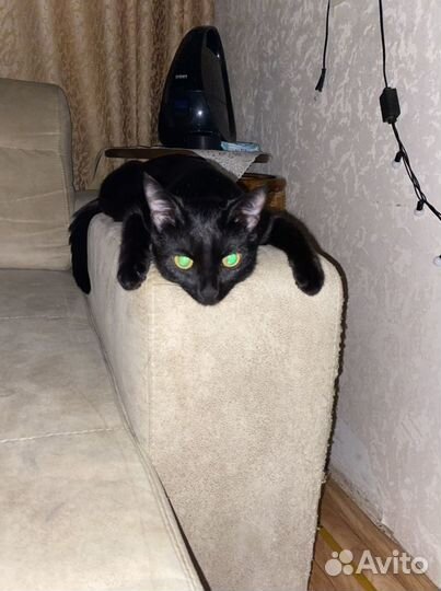 Бомбейские котята