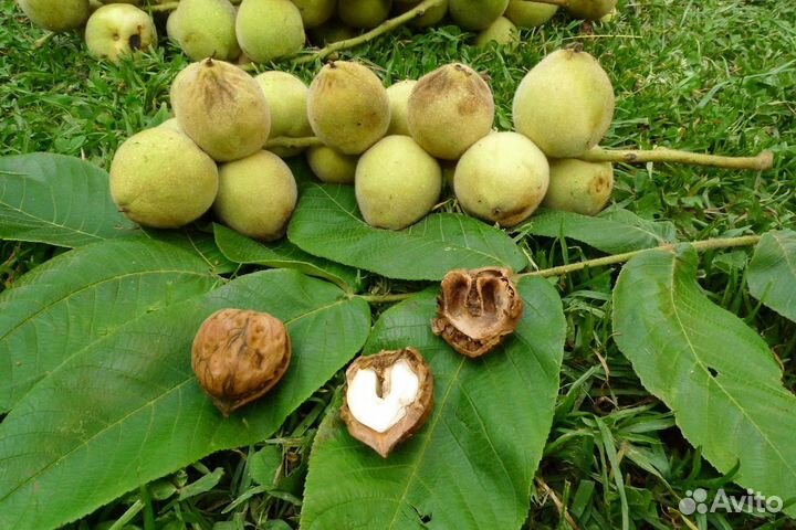 Маньчжурский орех