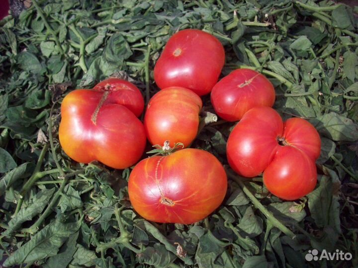 Семена коллекционных сортов томатов