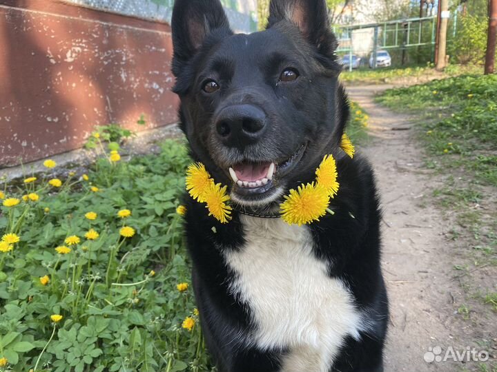 Собака в добрые руки