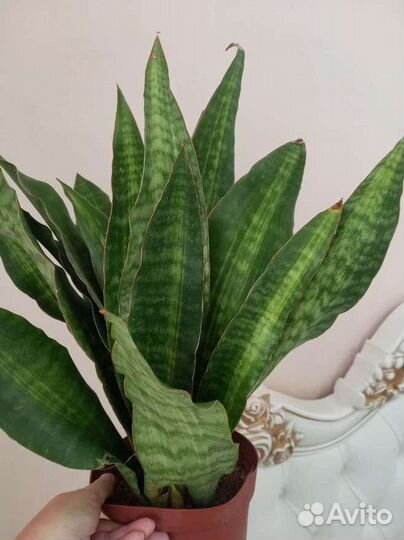 Сансевиерия Nite Lite