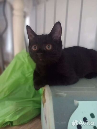 Котята шотландцы