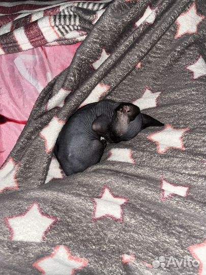 Канадский сфинкс