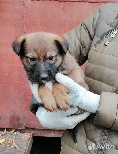 Щенята 1.5 месяца