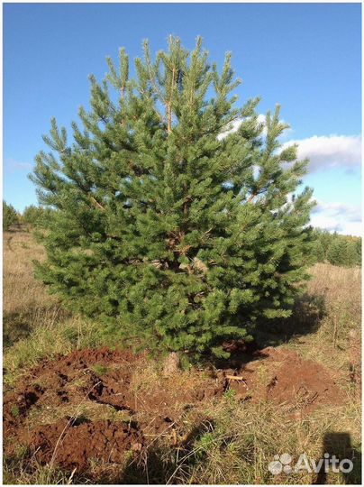 Сосна обыкновенная