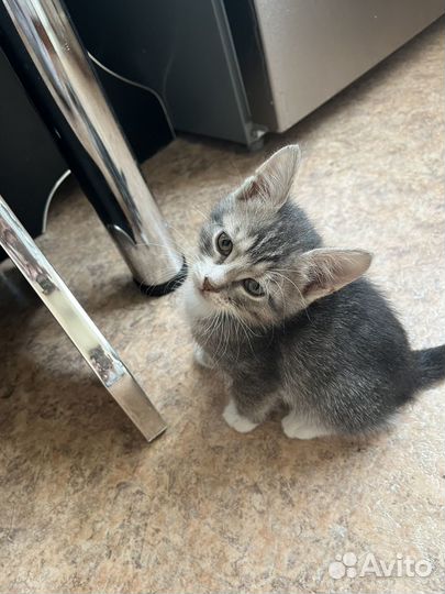 Котенок в добрые руки