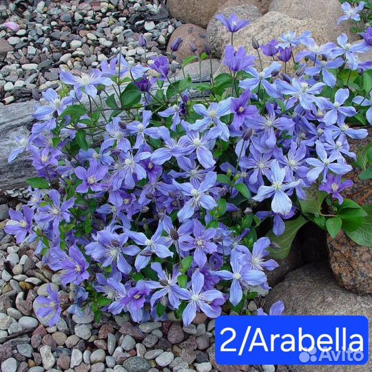 Клематис в горшке 2л. - 4 сорта