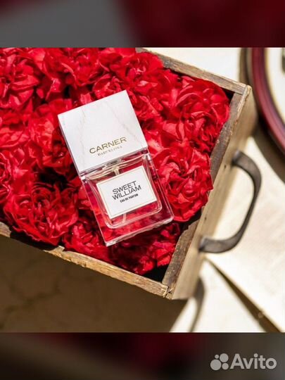 Sweet William Carner Barcelona