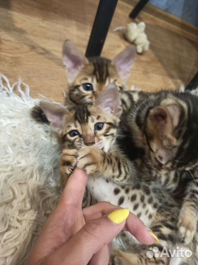 Бенгальские котята