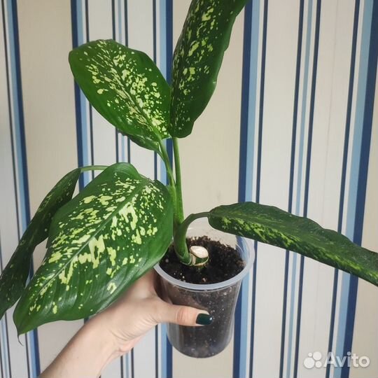 Диффенбахия