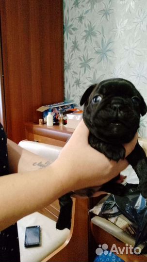 Французский бульдог щенки