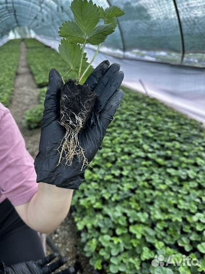 Кассетная рассада клубники