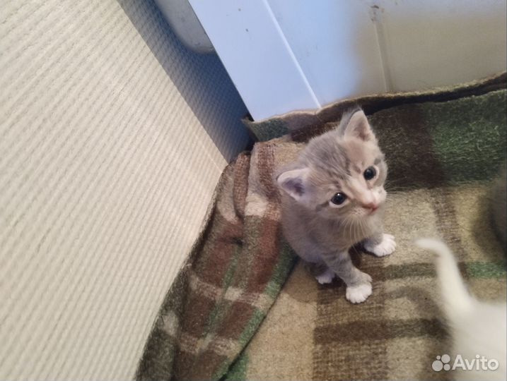 Отдам в добрые руки