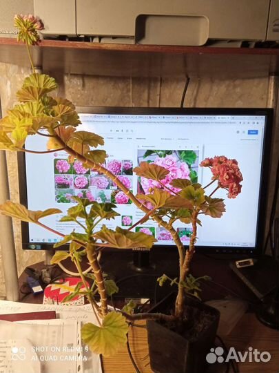 Пеларгония герань