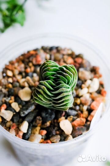 Крассула. Суккуленты почтой