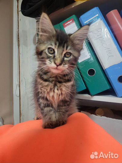 Котята мейн-кун в добрые руки