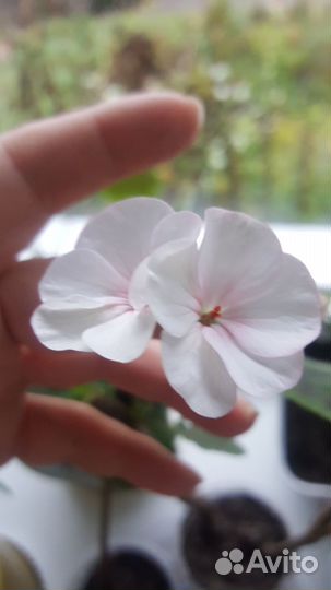 Разные герани