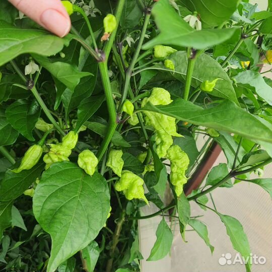 Семена carolina reaper (каролины рипер)