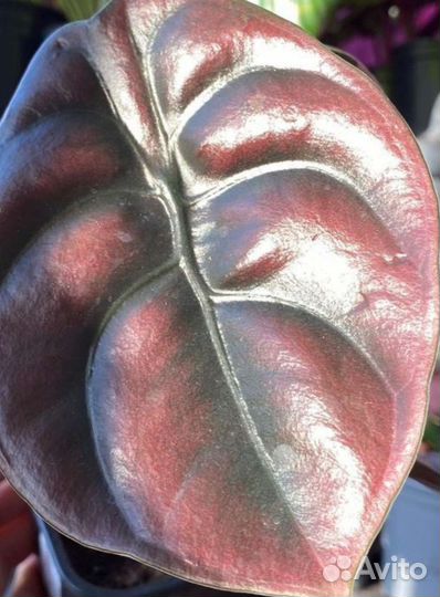 Алоказия Ред секрет Медная Купрея