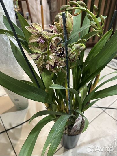 Цимбидиум эксклюзивной расцветки Premium