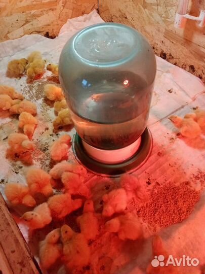 Суточные перепелята