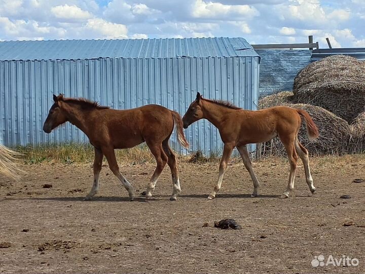 Лошадь с жеребенком