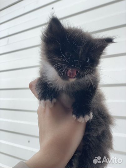 Котята за корм любой