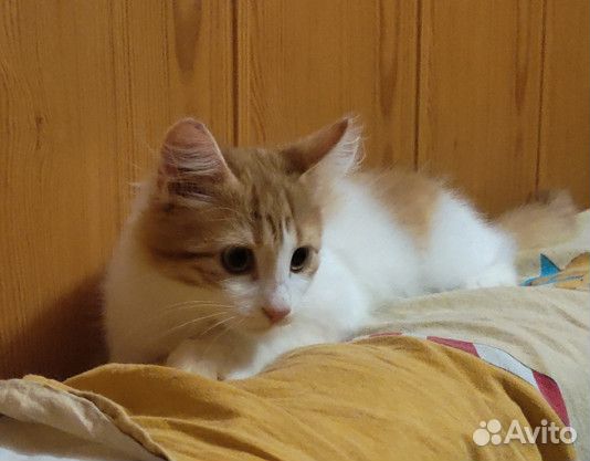 Котенок девочка в добрые руки