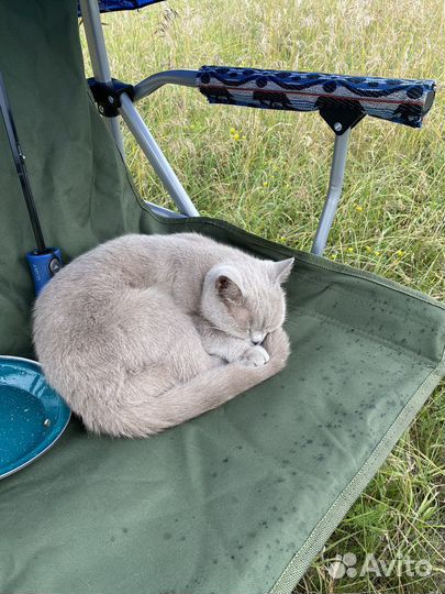 Шотландская кошка
